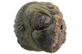 Bumpy Enrolled Morocops (Phacops) Trilobite #86435-1